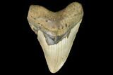 Fossil Megalodon Tooth - North Carolina #124681-1